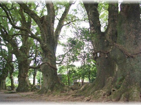 轟神社のクスノキの写真
