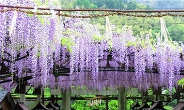 黒木の大藤の写真