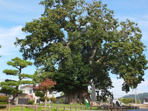 東根の大ケヤキの写真