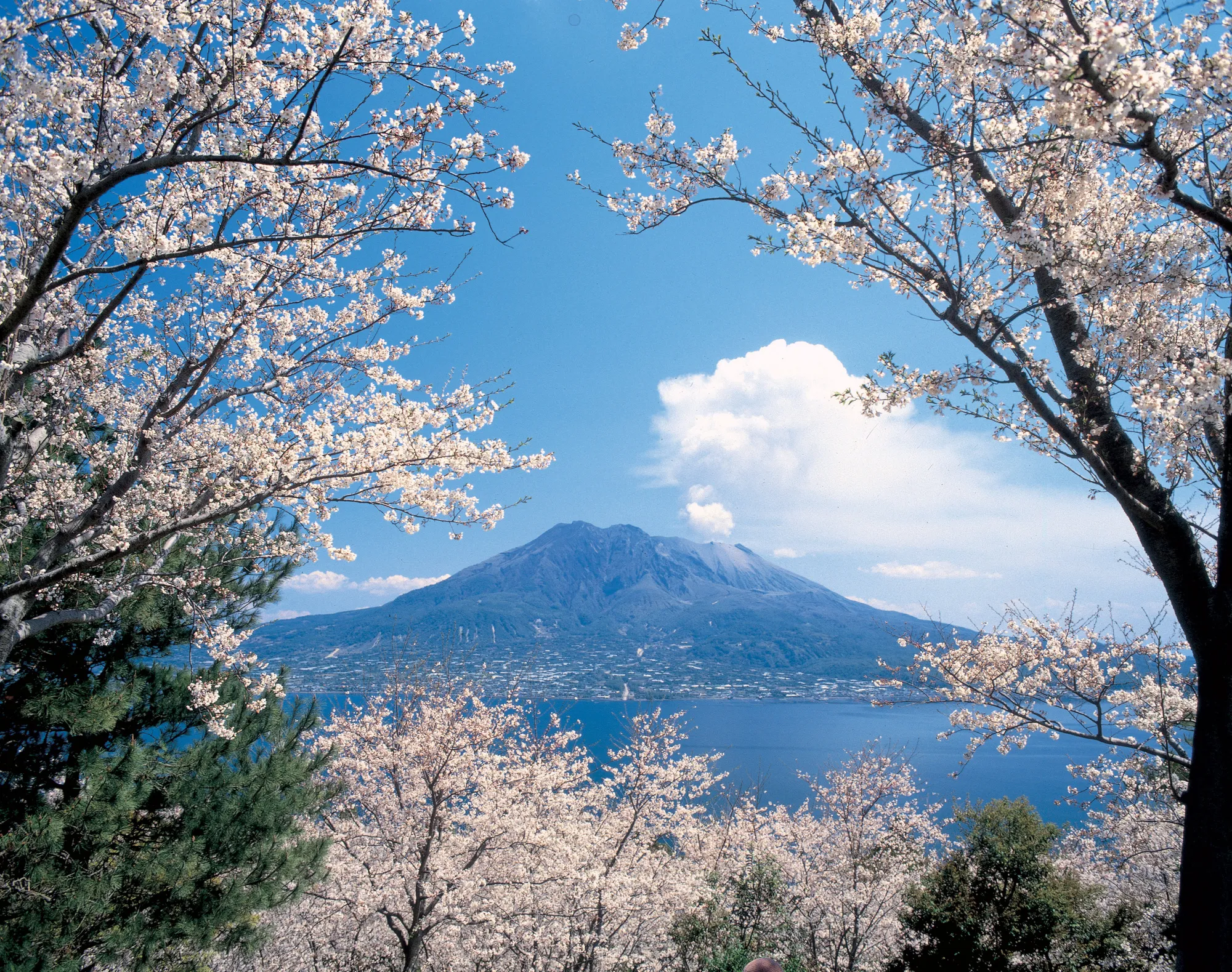 桜島の写真