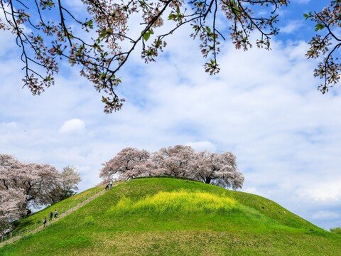 さきたま古墳公園(行田市)の写真