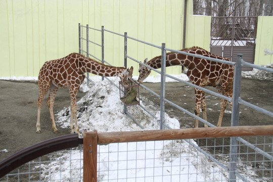 釧路市動物園 の写真