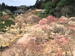 偕楽園の写真