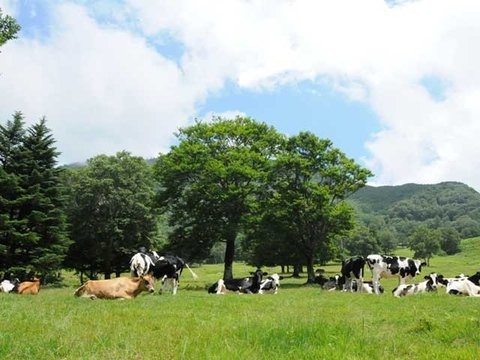 山田牧場の写真