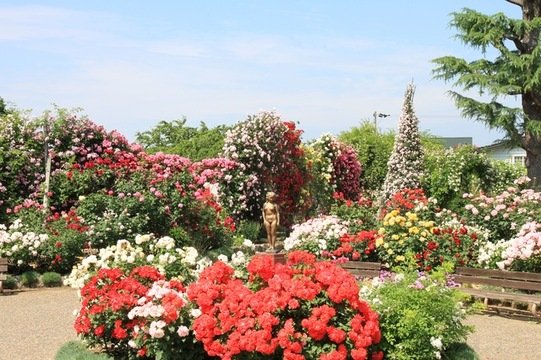 一本木公園(バラ公園)の写真