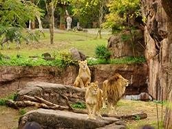 天王寺動物園の写真