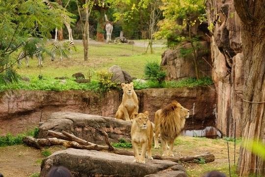 天王寺動物園の写真