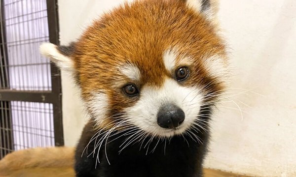 天王寺動物園の写真