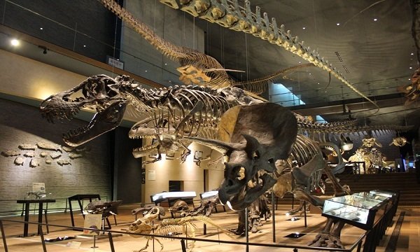 いのちのたび博物館の写真
