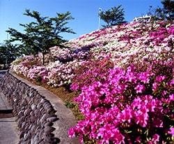 火の山公園の写真