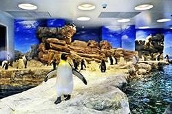 市立しものせき水族館 海響館の写真
