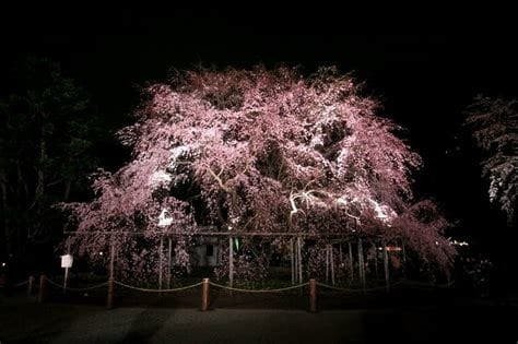 六義園の写真