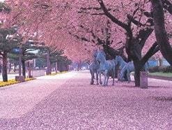 十和田市官庁街通の桜の写真