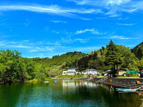 白川湖水没林の写真